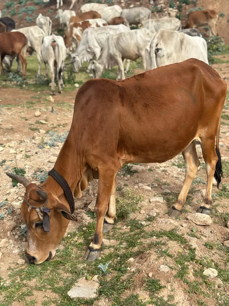 Kurbanlıklar